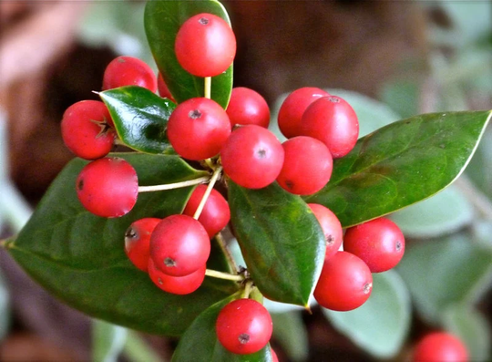 Yaupon Holly 1 Foot Tall Live Starter Tree "Ilex Vomitoria