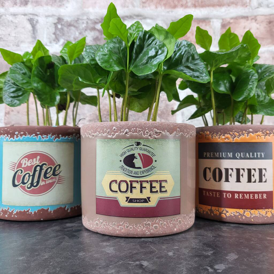 Coffee Plant And Retro Ceramic Planter, Perfect Gift