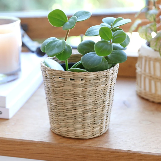Sass & Belle Small Woven Seagrass Planter, H9cm