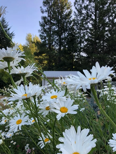 Shasta Daisy 100 Seeds - Organic, Beautiful Bright White Flower Heirloom Non Gmo Usa Seller Free Shipping