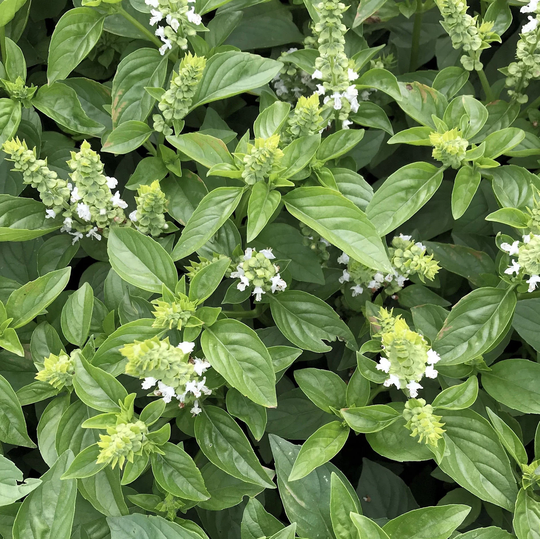Lime Basil Seeds | Ocimum Basilicum Pot Herb Garden Ornamental Mexican Potpourri Thai Lemon Citrus Thyme Seed Nongmo For 2023 Fast Shipping