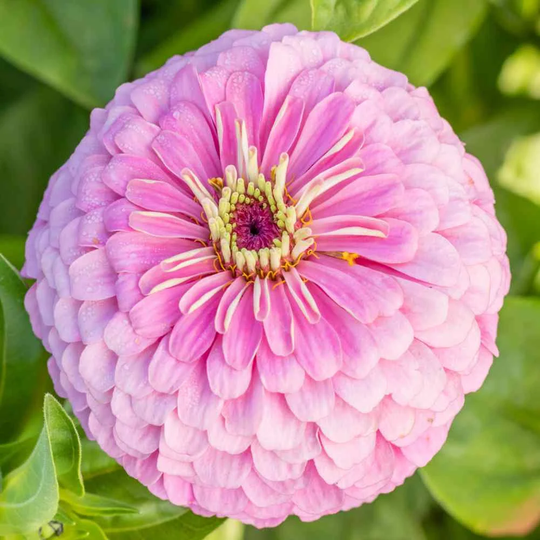 200 Organic Zinnia Pink Luminosa Elegans Seeds Pink Samen Semi Semillas Graines Zaad Zaden Somen Nasiona Sementi Annual Flower