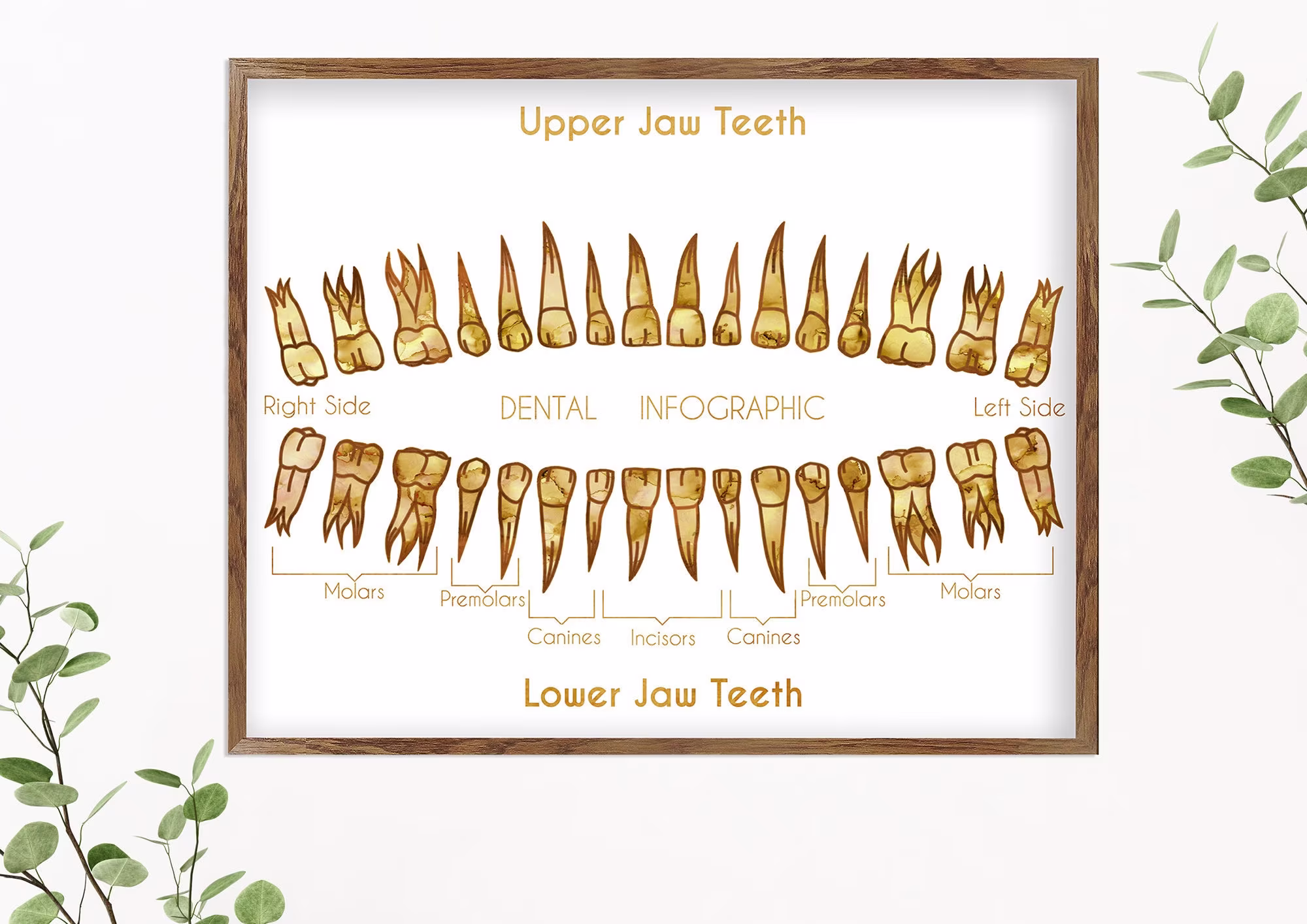 Human Teeth, Medical Wall Art, Teeth Row Print, Student Gift, Anatomy Poster, Dental Clinic Décor