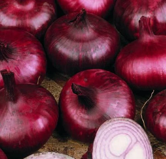 Onion Brunswick Vegetable Seeds Easy Grow | Allium Cepa Your Own Indoor Outdoor in The UK