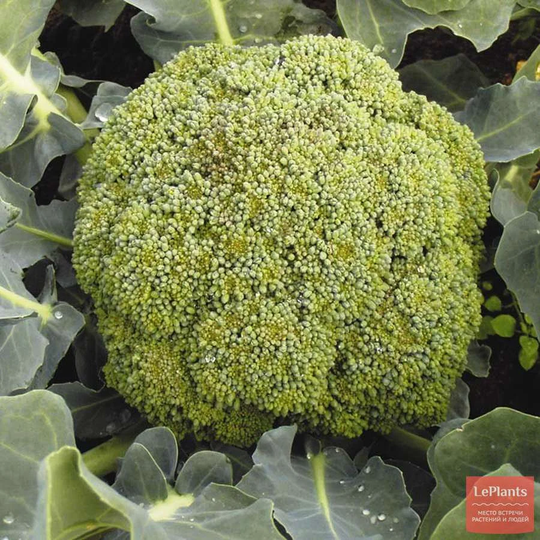 Cabbage Seeds Cauliflower Tone About 100