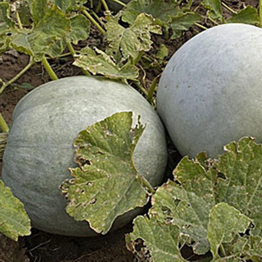 Pumpkin Volzhskaya Gray Seeds Heirloom Non Gmo For Planting | 201828