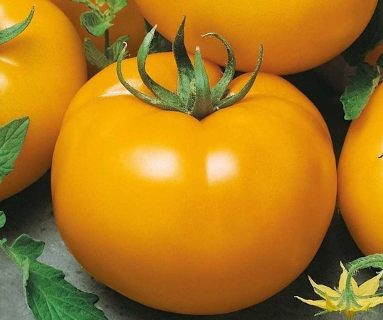Seeds Tomato Ozharovskiy Gold Mid-Ripe Juicy Tasty Vegetable Seeds From Ukraine