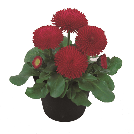 Bellis Seeds Tasso Red 25 English Daisy Flower Pelleted