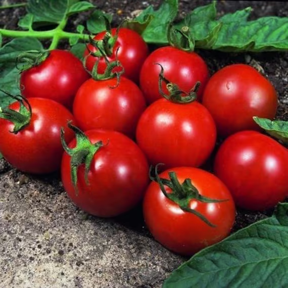 Vegetable - Tomato Alicante 50 Premium Quality Seeds