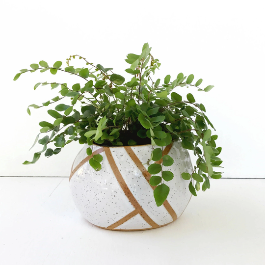 White Ceramic Planter/Pottery For Succulents, Cacti, House Plants Pot The Pu'u Ready To Ship