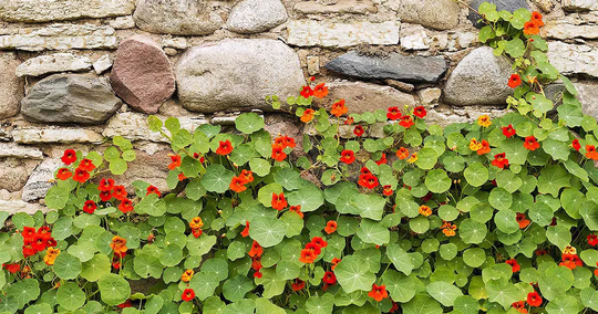 Nasturtium Tall Single Flowered Mixed Seeds -
