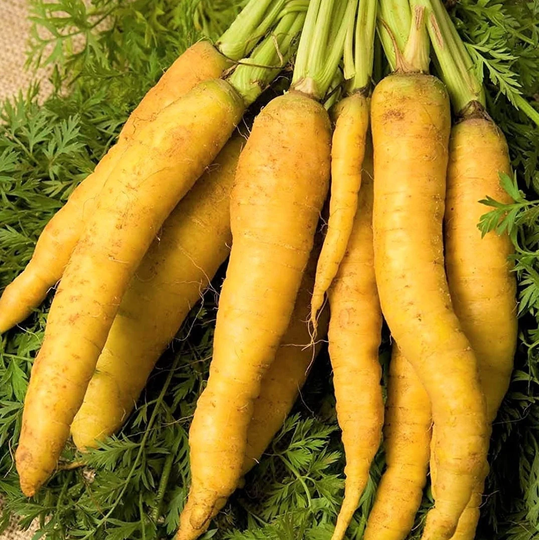 Solar Yellow Carrot Seeds | Cold Hardy Planting Golden Carrots Parsnips Garden Vegetable Root Seed Nongmo Heirloom 2023 Season Fast Shipping