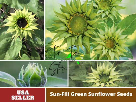 25+ Seeds-Sun-Fill Green Sunflower Seeds-Perennial -Authentic Seeds-Flowers -Organic. Non Gmo -Vegetable Seeds-Mix Seeds For Plant-B3G1#e006