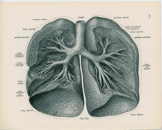 C. 1922 Lungs Print Original Antique Human Anatomy Medical Illustration Respiratory System Organs