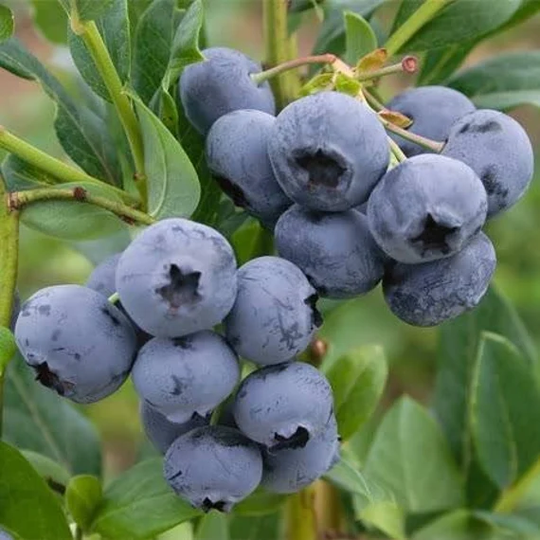 Blueberry | Vaccinium Sunshine Blue Bush | 3L Pot By Frank P Matthews
