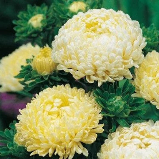 Aster Tall Paeony Yellow 200 Seeds, Fresh, Easy To Grow
