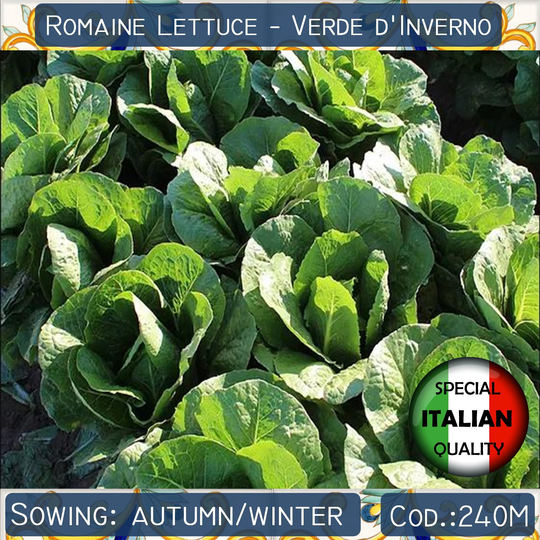 350+ Lettuce Verde D'inverno Seeds, Romaine Italian Vegetable Non Gmo #240M