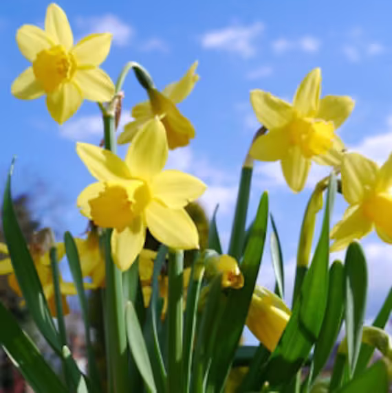 100 Miniature Daffodil Bulbs | Tete A Dwarf Narcissi. Large Flowering Bulbs, Seeds, | Pre Order For Dispatch Late August