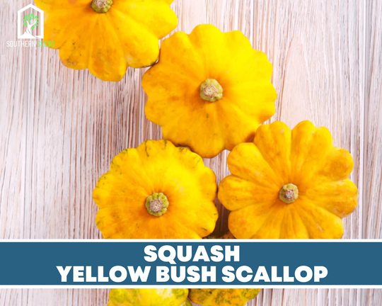 Squash, Scallop Yellow Bush - 25 Seeds Heirloom Gmo Free | Cucurbita Pepo