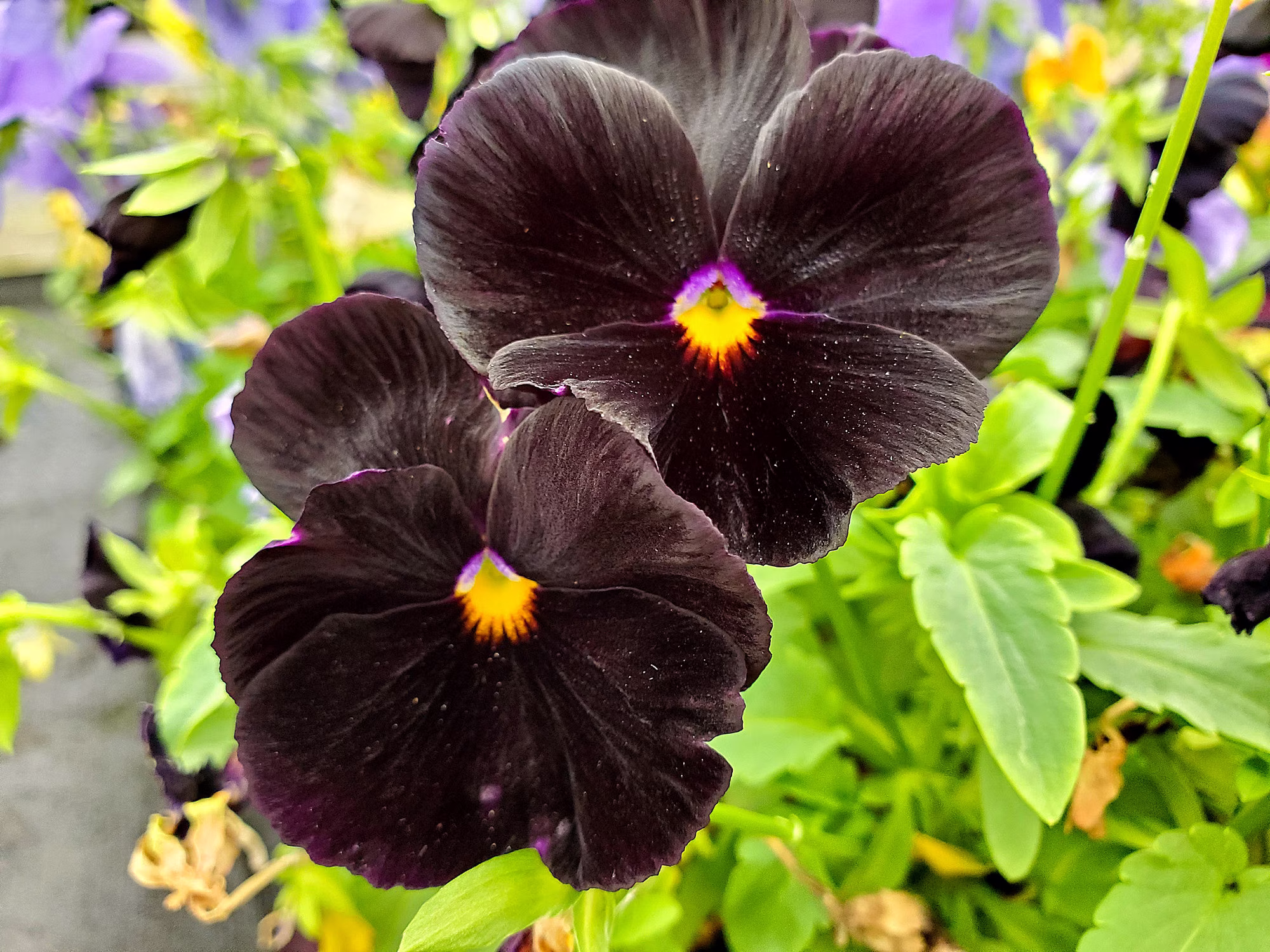Black Pansy Seeds - 100+ Grow Stunning Pansies Made in Usa Ships From Iowa