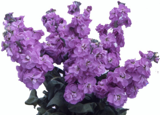 Matthiola Incana Flower Seeds Purple