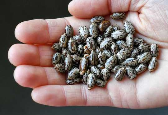 Organic Castor Bean Seeds(Ricinus Communis, Beautifully Patterned Bean Seeds, Palma Christi, Wonderboom