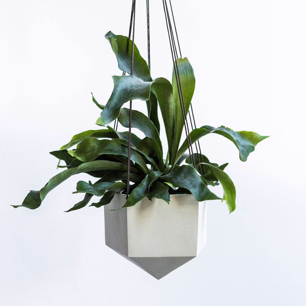 Large Hanging Planter