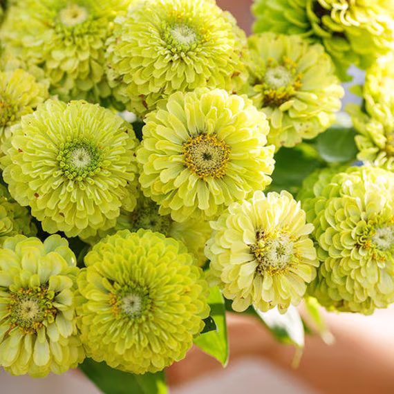Usa Seller Envy Zinnia Seed 25 Seeds Heirloom Elegans