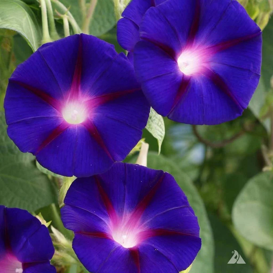20 Organic Ipomoea Grandpa Ott Seeds Prunkwinde Samen Somen Ipomeé Graines Ipomea Semi Sementi Semillas Zaad Zaden Nasiona Siemenet