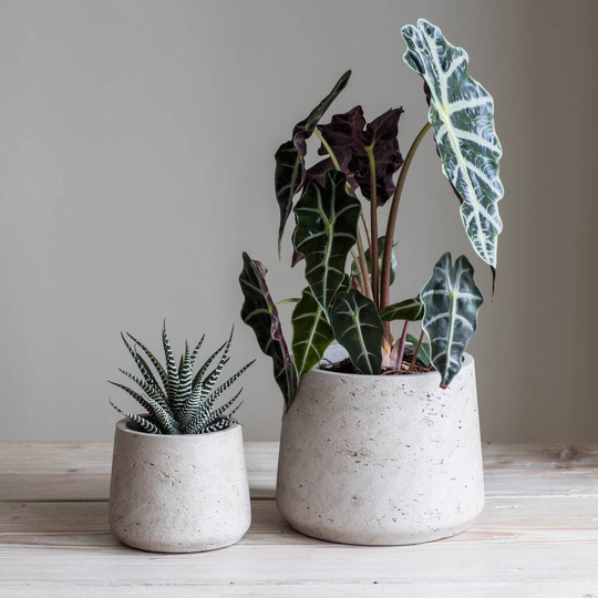 Tapered 'Stratton' Planters Set Of Two