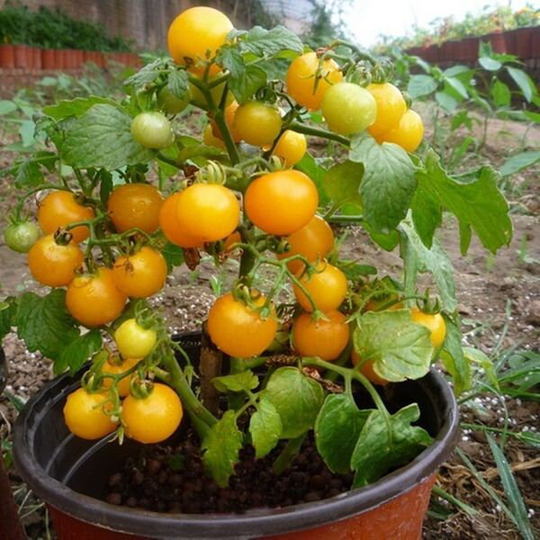 Tomato Seeds Balcony Yellow About 20