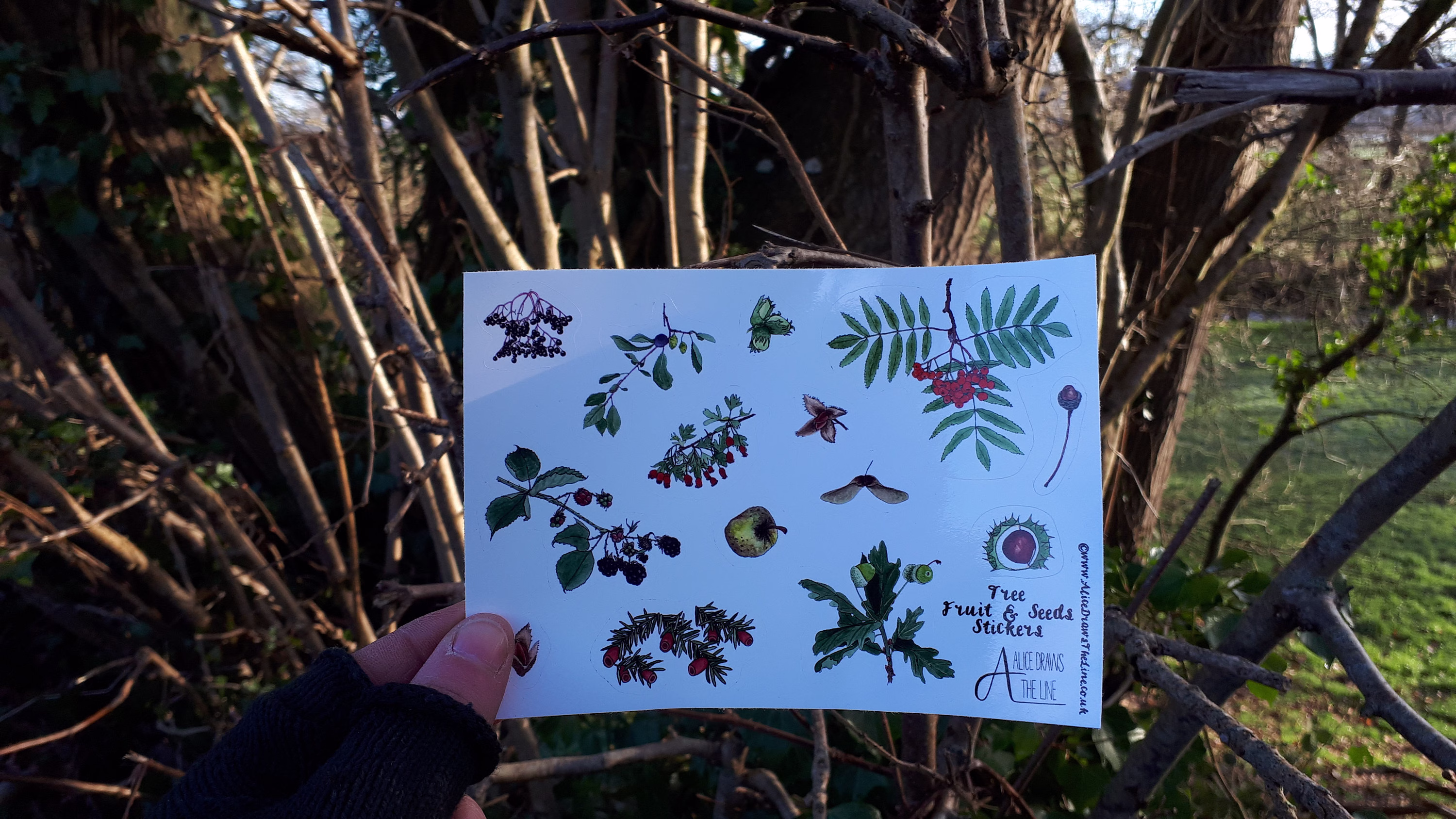 Autumnal Fruit & Seeds Sticker Sheets By Alice Draws The Line; Great For Children's Birthday Party Bags.a6 Of Woodland & Tree