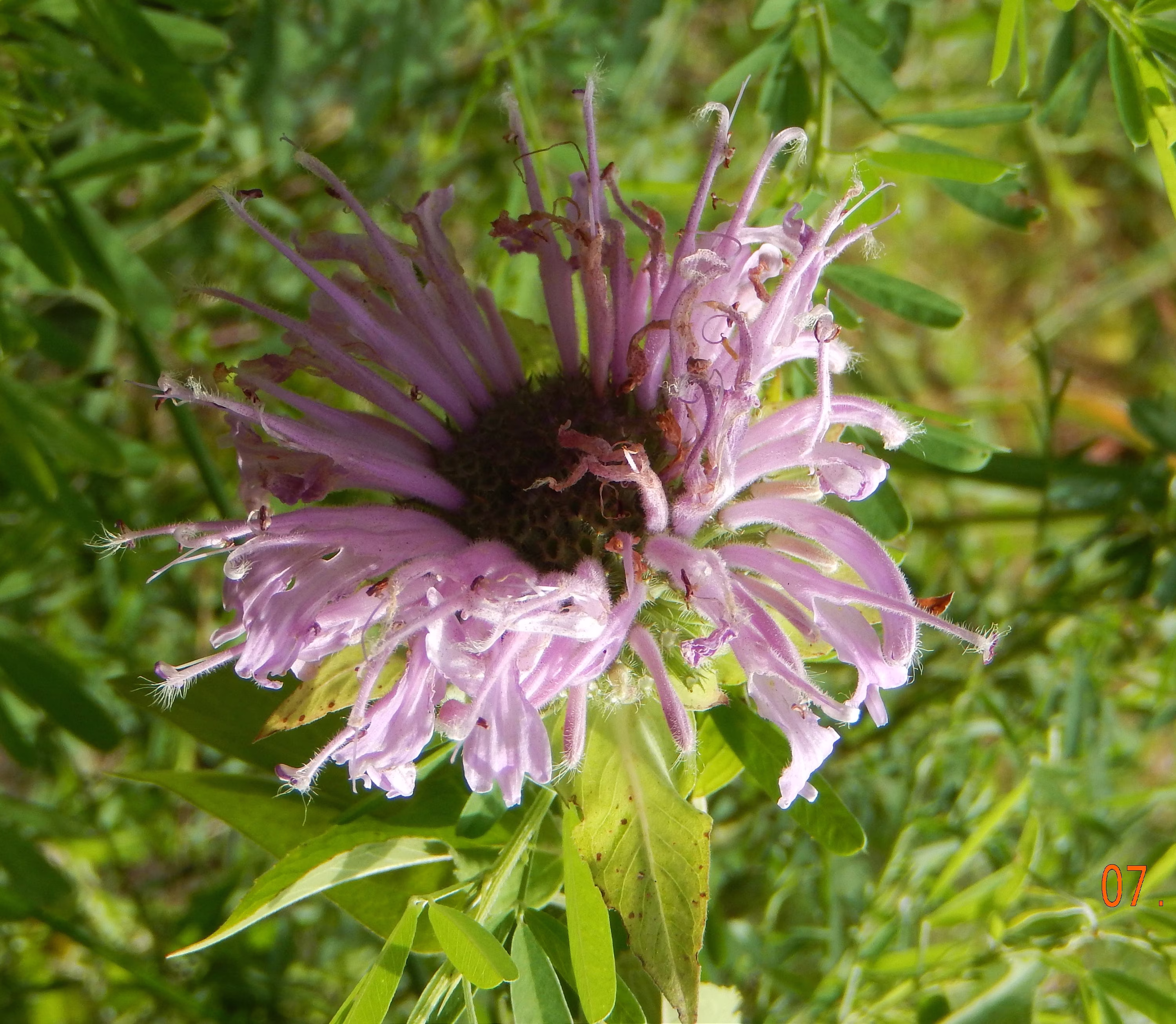 Wild Native Monardia Fistulosa Seeds