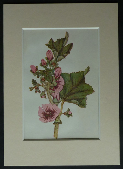 1920S Vintage Botanical Print Of Tree Mallow By Mabel Emily Step Beautiful Herbal Medicine Decor, Antique Pink Wildflower Art - Spring Gift