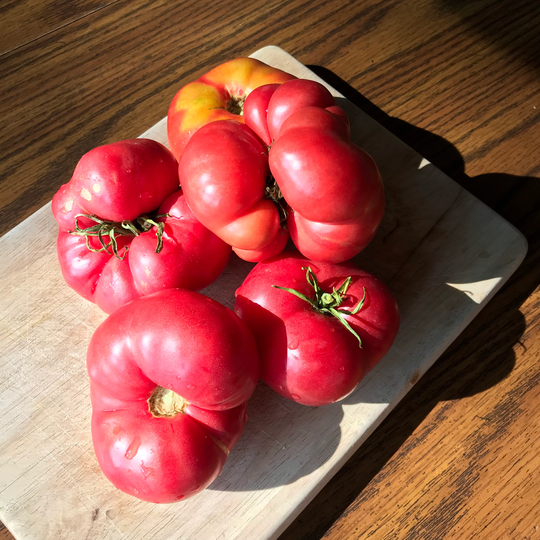 Mortgage Lifter Tomato - Organic Heirloom 20 Seeds