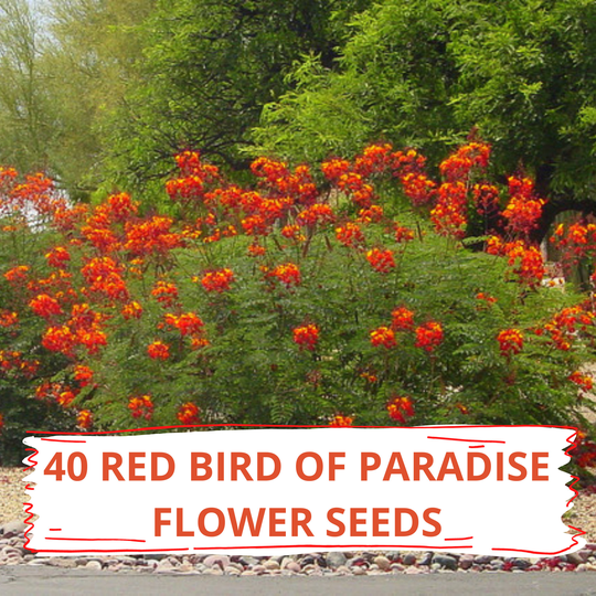 40 Red Bird Of Paradise Seed Pack