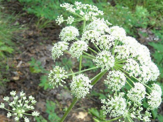 Angelica, Official | Angelica Archangelica Seeds