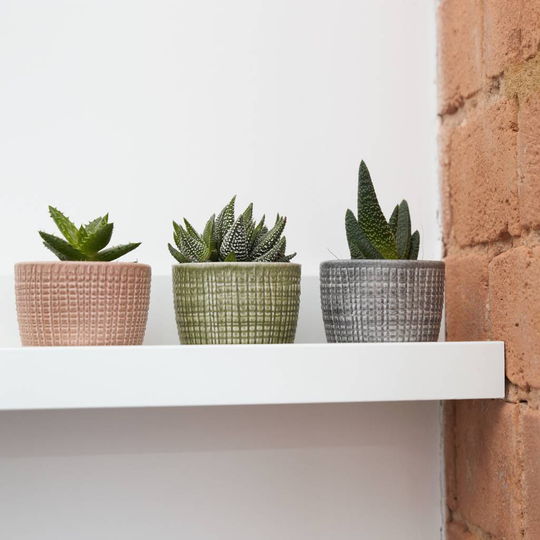 Trio Of Ceramic Planters With Succulent Plants