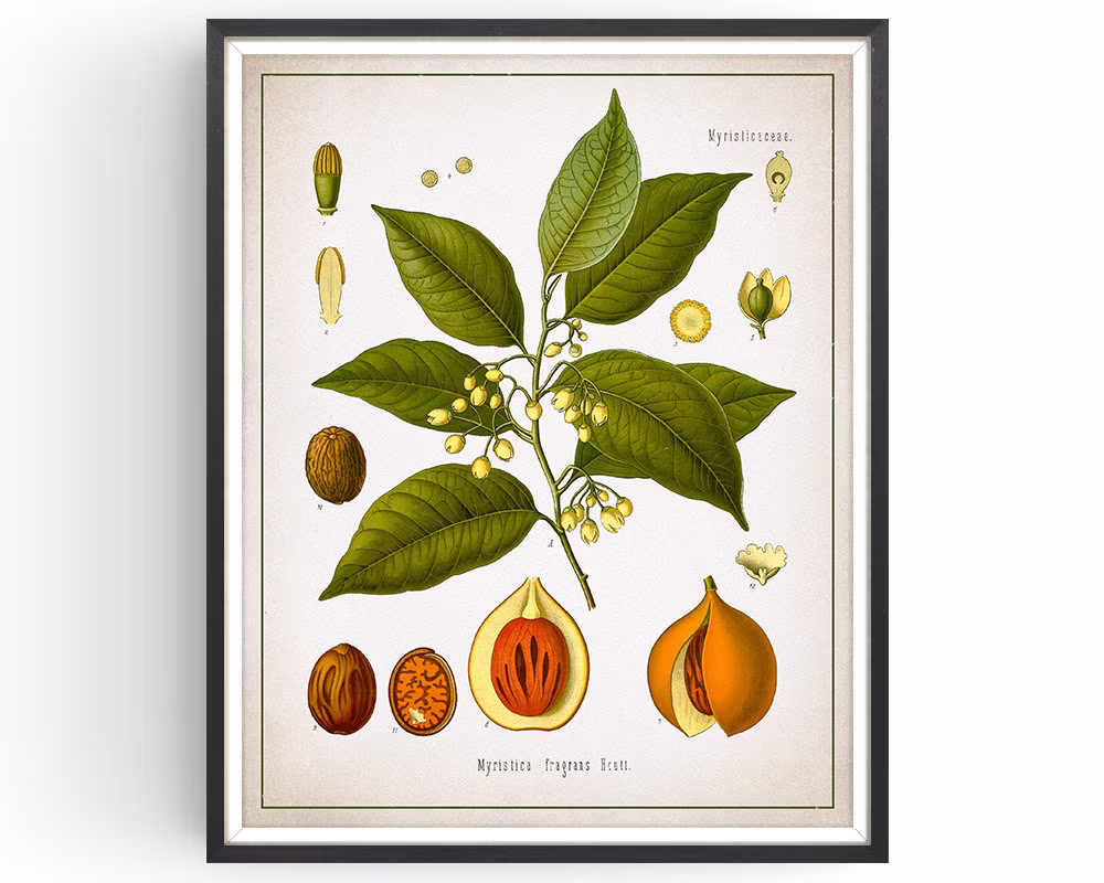 Nutmeg - Botanical Print Vintage Spice Medicinal Plant Botany Decor Kitchen Unframed