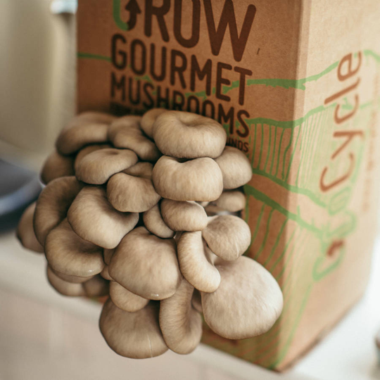 Grow Your Own Mushrooms Kit