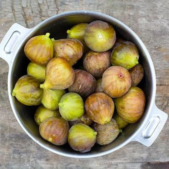 Fignomenal Fig Tree 6 To 8 Inch Dwarf "Ficus Carica