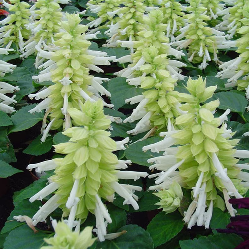 Scarlet Sage White Seeds Annual Flowering Non Gmo For Planting | 204767