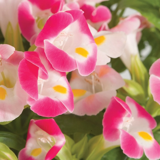 Bin#1R8D1 Torenia Seeds Little Kiss Rose Picotee 50 Thru 500 Pelleted