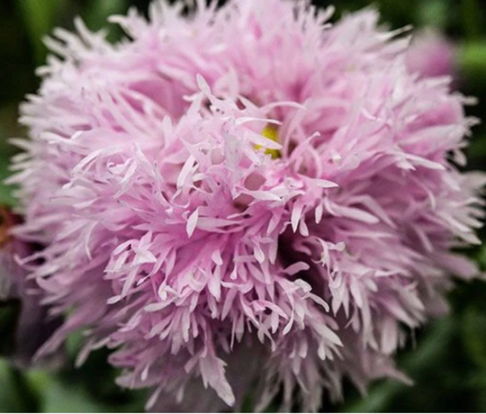 Lilac Pompom Poppy 30 Seeds