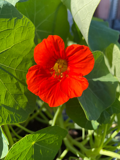 Nasturtium Plant Flower Seeds - 20