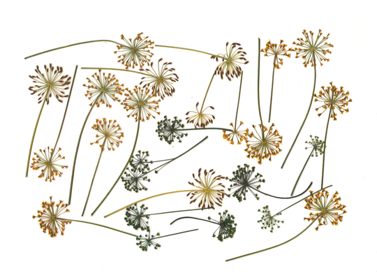 Pressed Dill | 30 Pcs, Dried Dill, Garden Dill, Herbarium, Green, Ocher, Oshibana, Painting, Frame, Decor, Calligraphy, Design