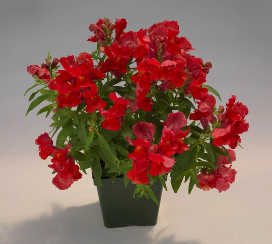 Mpb#4 Snapdragon Seeds Floral Showers Scarlet 50 Thru 500 Bulk