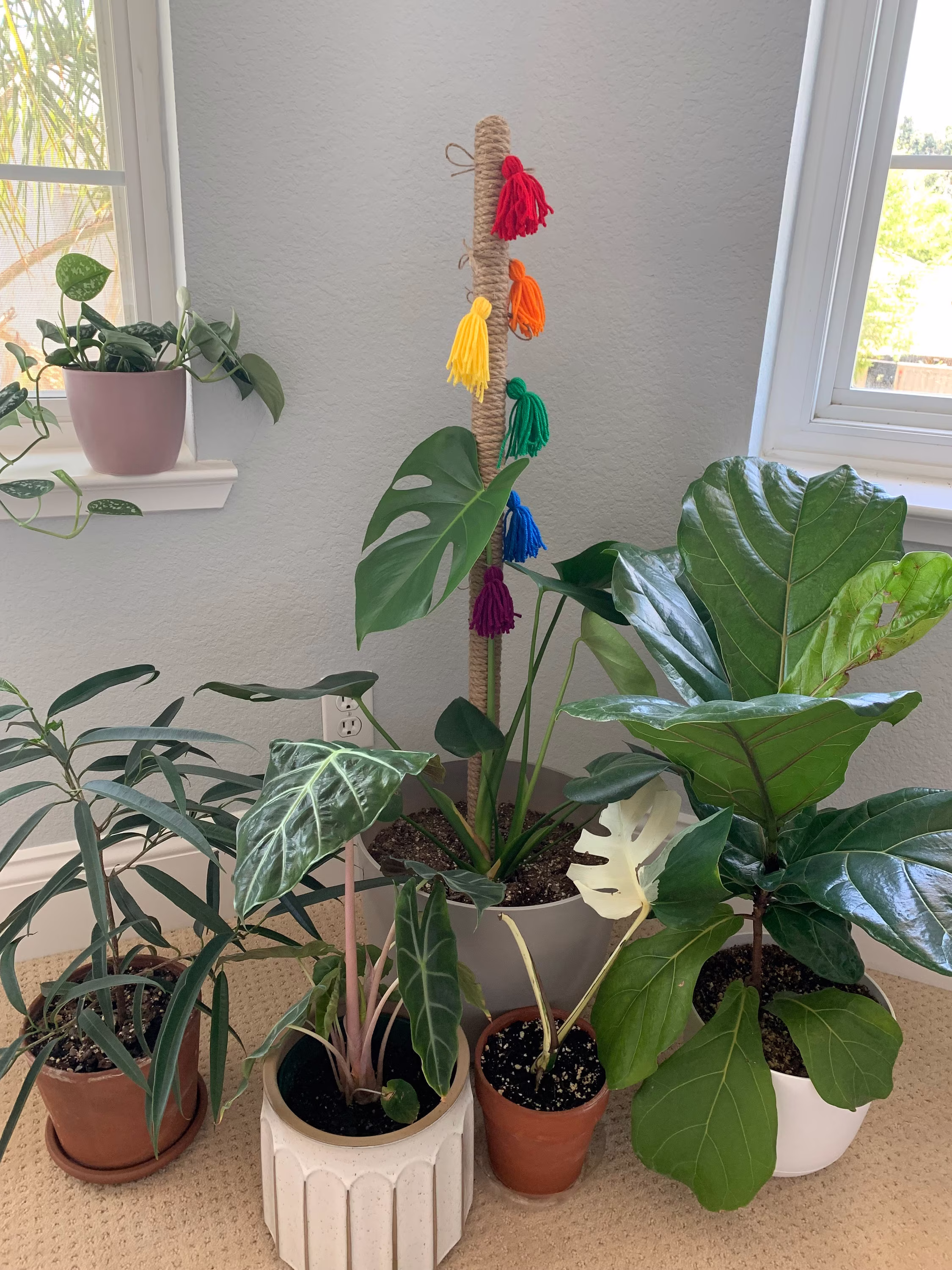 Rainbow Plant Pole36