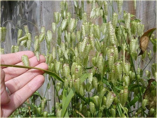 Briza Maxima 100 Seeds