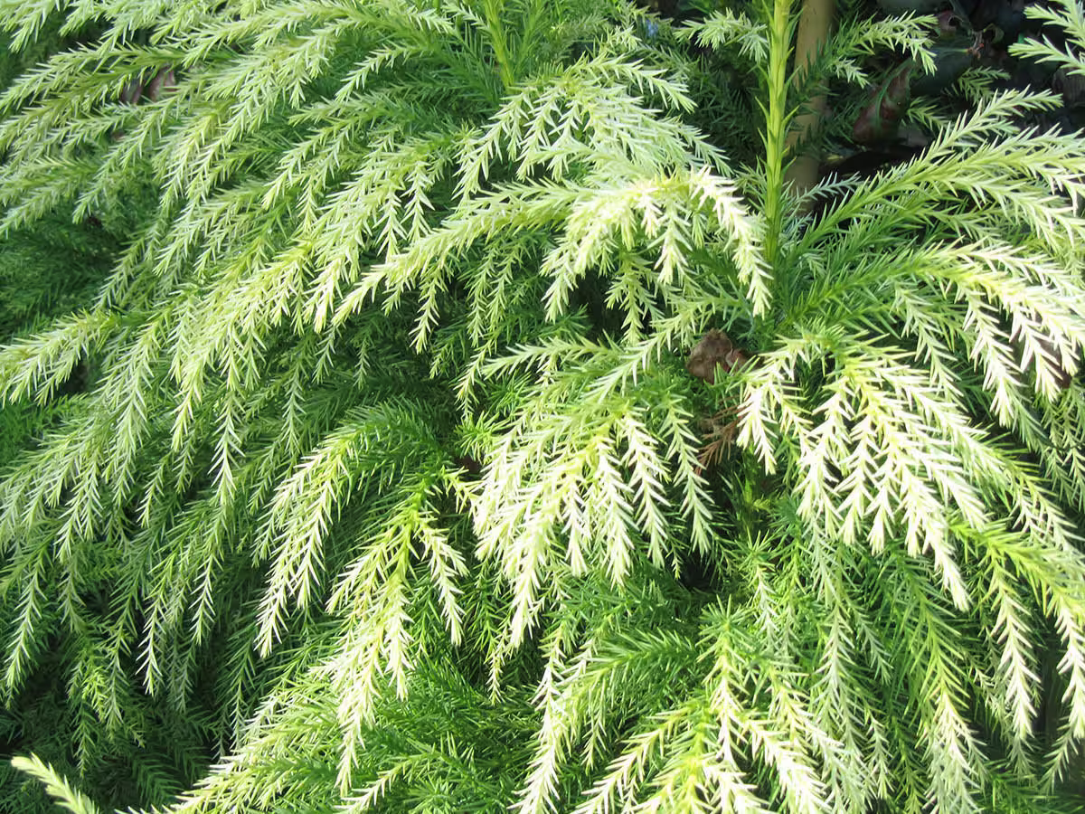 100 X Japanese Cedar Tree Seeds, Sugi | Cryptomeria Japonica Seeds